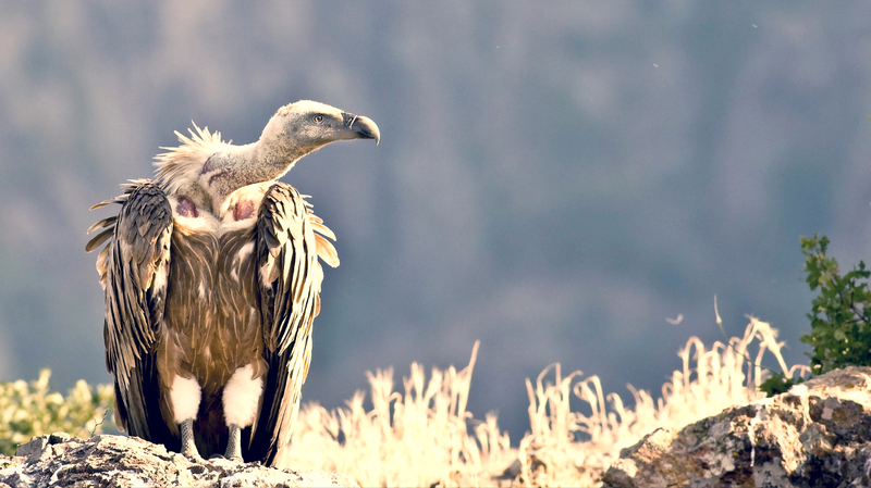 Eurasian Griffon Vulture